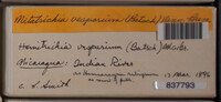 Metatrichia vesparium image